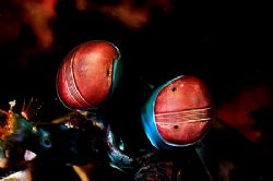 Hey,(Bob) that flash is burning my eyes!
Mantis Shrimp. ... by Rand Mcmeins 